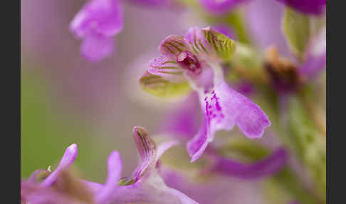 Kleines Knabenkraut (Orchis morio)