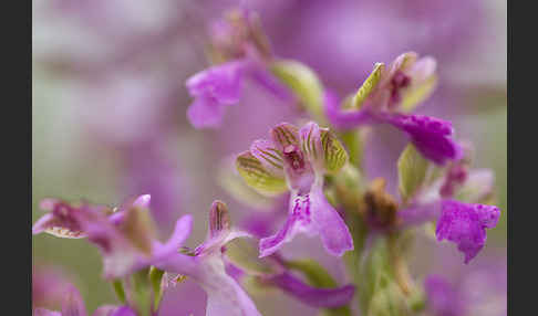 Kleines Knabenkraut (Orchis morio)