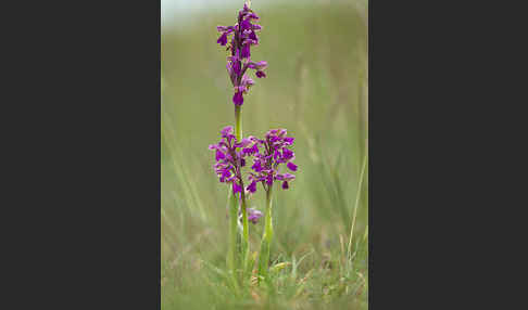 Kleines Knabenkraut (Orchis morio)