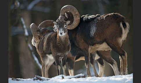 Muffelwild (Ovis ammon musimon)