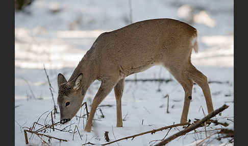 Rehwild (Capreolus capreolus)