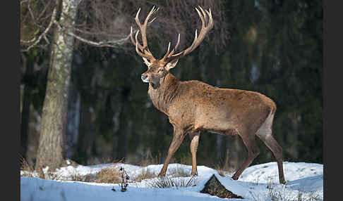 Rotwild (Cervus elaphus)