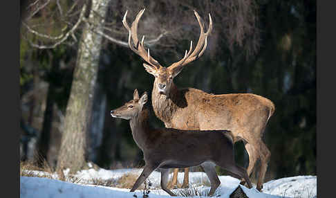 Rotwild (Cervus elaphus)