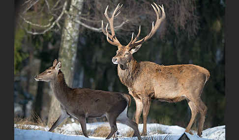 Rotwild (Cervus elaphus)