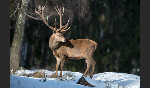 Rotwild (Cervus elaphus)