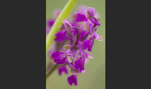 Kleines Knabenkraut (Orchis morio)