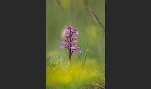 Kleines Knabenkraut (Orchis morio)