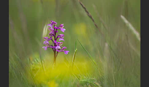 Kleines Knabenkraut (Orchis morio)