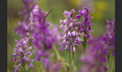 Kleines Knabenkraut (Orchis morio)