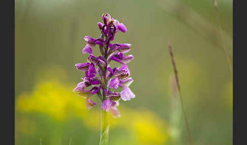 Kleines Knabenkraut (Orchis morio)