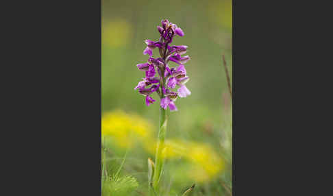 Kleines Knabenkraut (Orchis morio)