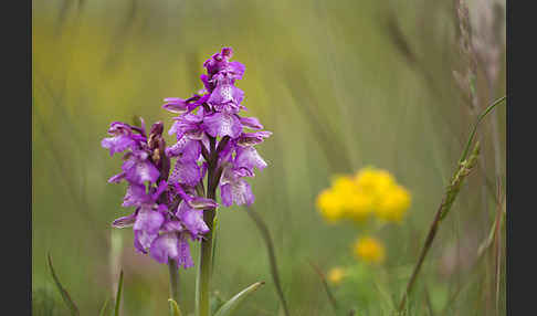 Kleines Knabenkraut (Orchis morio)