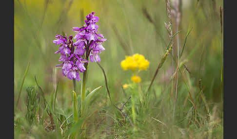 Kleines Knabenkraut (Orchis morio)