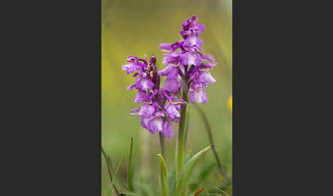 Kleines Knabenkraut (Orchis morio)