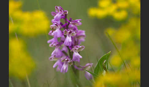 Kleines Knabenkraut (Orchis morio)