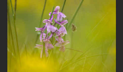 Kleines Knabenkraut (Orchis morio)