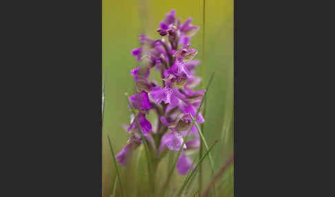 Kleines Knabenkraut (Orchis morio)