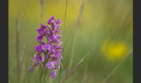 Kleines Knabenkraut (Orchis morio)