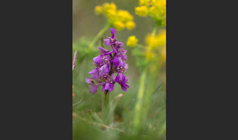 Kleines Knabenkraut (Orchis morio)