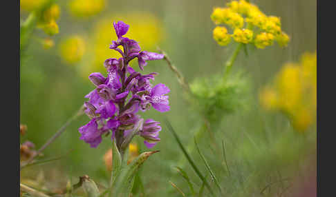 Kleines Knabenkraut (Orchis morio)