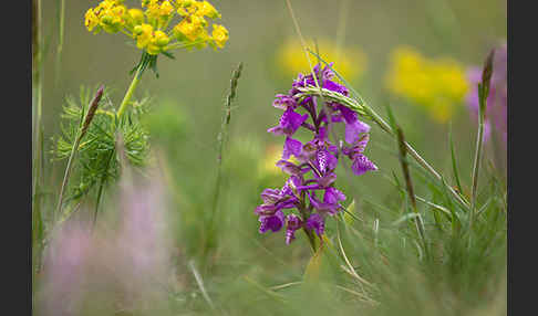 Kleines Knabenkraut (Orchis morio)