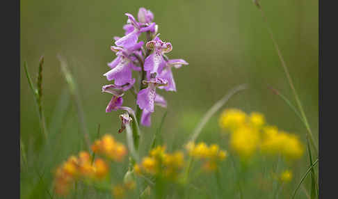 Kleines Knabenkraut (Orchis morio)