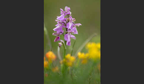 Kleines Knabenkraut (Orchis morio)