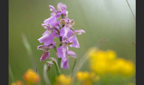 Kleines Knabenkraut (Orchis morio)