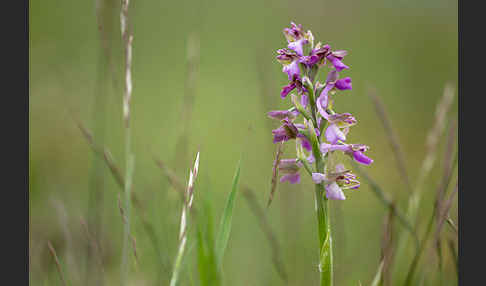 Kleines Knabenkraut (Orchis morio)