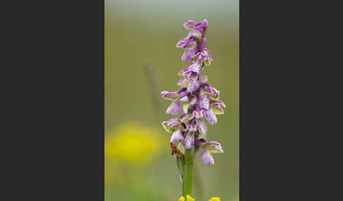 Kleines Knabenkraut (Orchis morio)