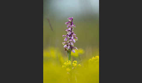 Kleines Knabenkraut (Orchis morio)