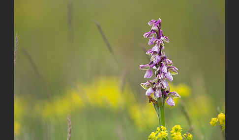 Kleines Knabenkraut (Orchis morio)