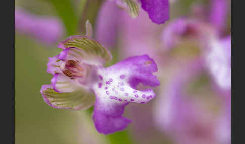 Kleines Knabenkraut (Orchis morio)