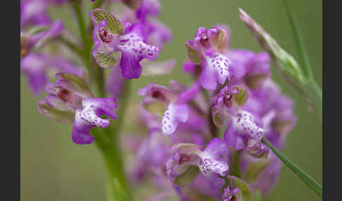 Kleines Knabenkraut (Orchis morio)