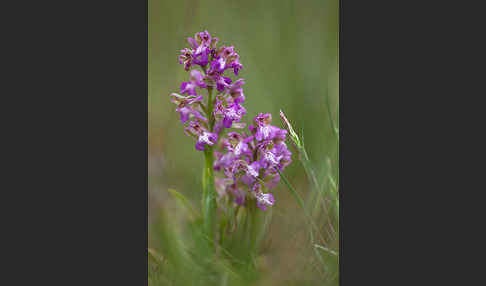 Kleines Knabenkraut (Orchis morio)