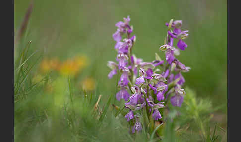 Kleines Knabenkraut (Orchis morio)