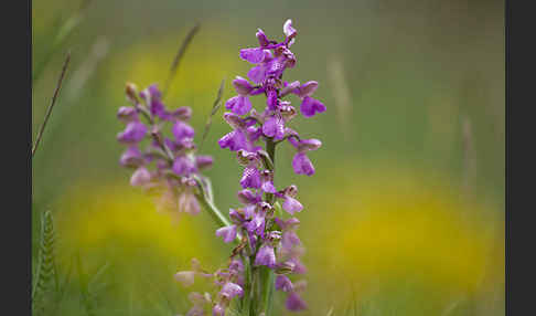 Kleines Knabenkraut (Orchis morio)