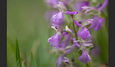 Kleines Knabenkraut (Orchis morio)