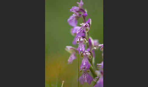 Kleines Knabenkraut (Orchis morio)