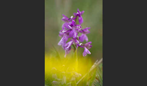 Kleines Knabenkraut (Orchis morio)