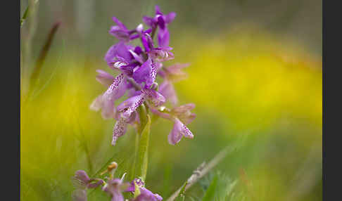 Kleines Knabenkraut (Orchis morio)