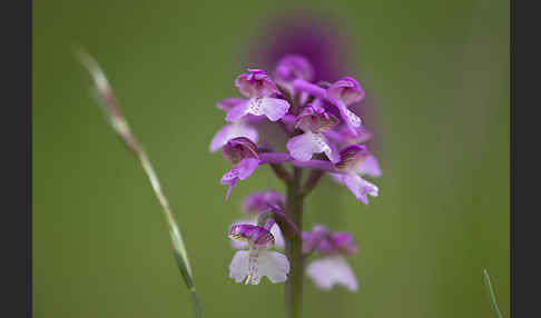 Kleines Knabenkraut (Orchis morio)