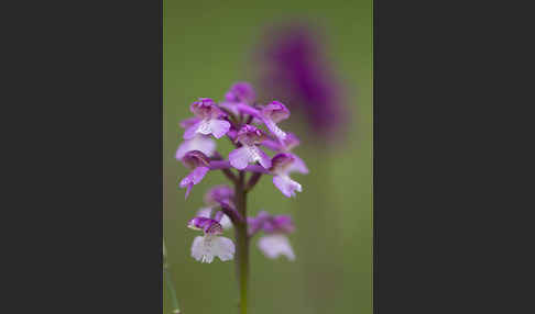 Kleines Knabenkraut (Orchis morio)