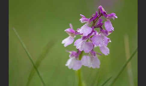 Kleines Knabenkraut (Orchis morio)