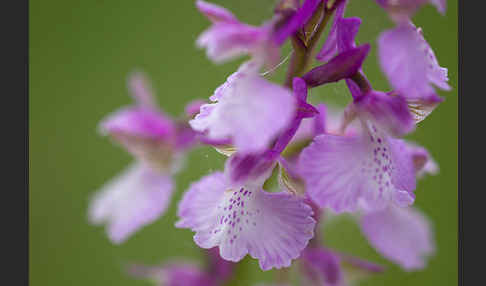 Kleines Knabenkraut (Orchis morio)