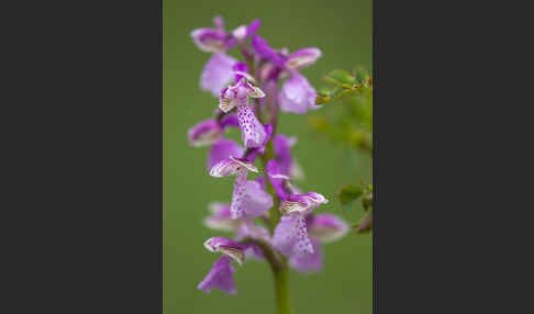 Kleines Knabenkraut (Orchis morio)