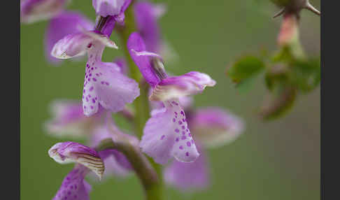 Kleines Knabenkraut (Orchis morio)