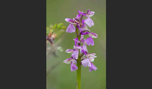 Kleines Knabenkraut (Orchis morio)