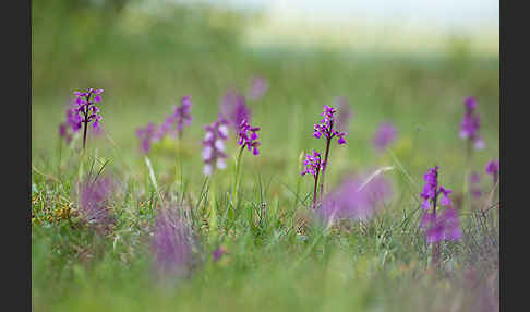 Kleines Knabenkraut (Orchis morio)