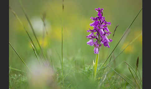 Kleines Knabenkraut (Orchis morio)